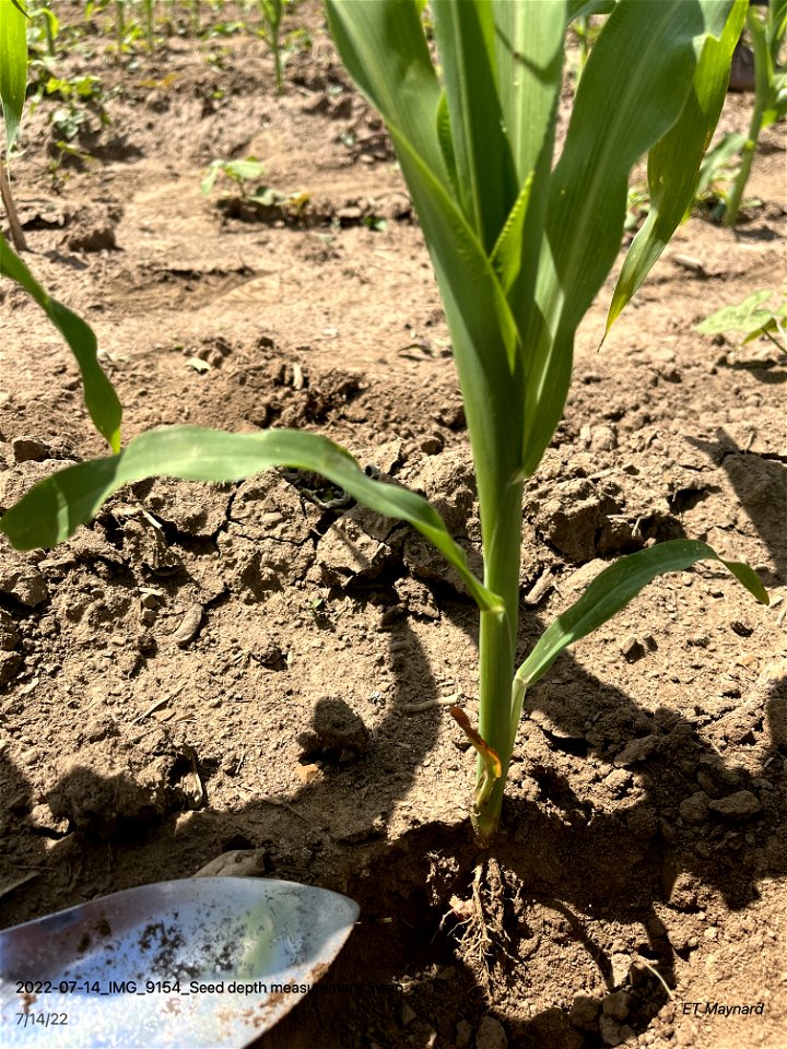 Seed depth measurement 3wap