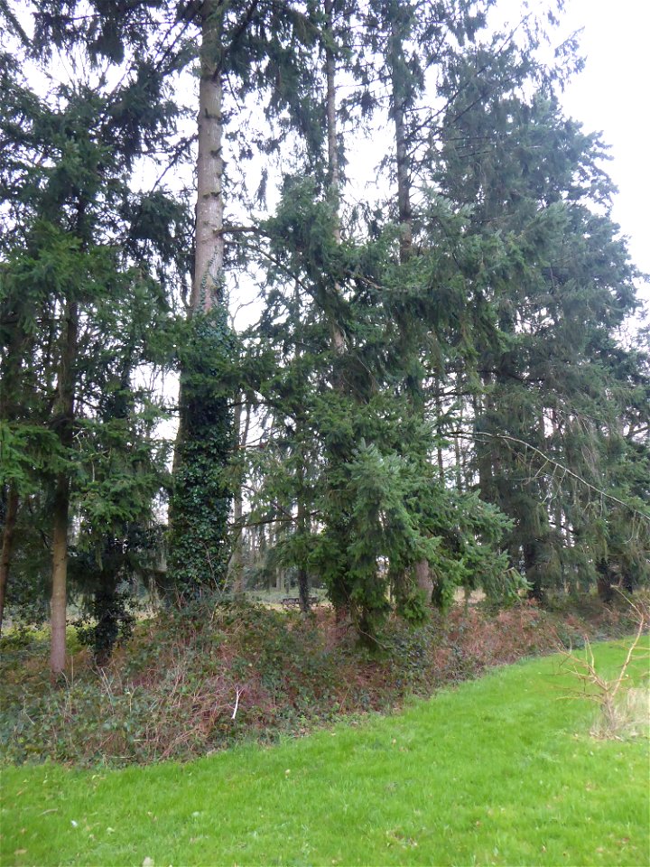 Pseudotsuga menziesii (Mirb.) Franco, 1950