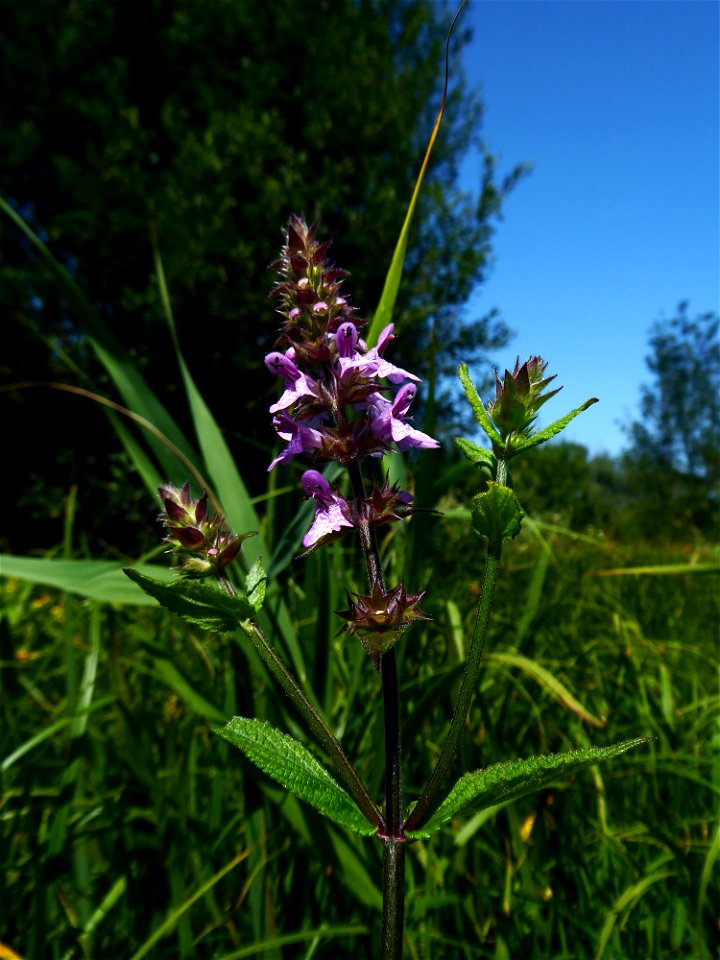 Stachys palustris L., 1753