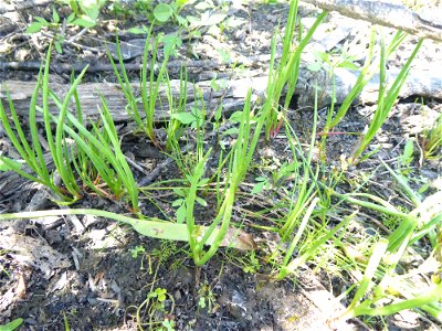 Juncus heterophyllus Dufour, 1825