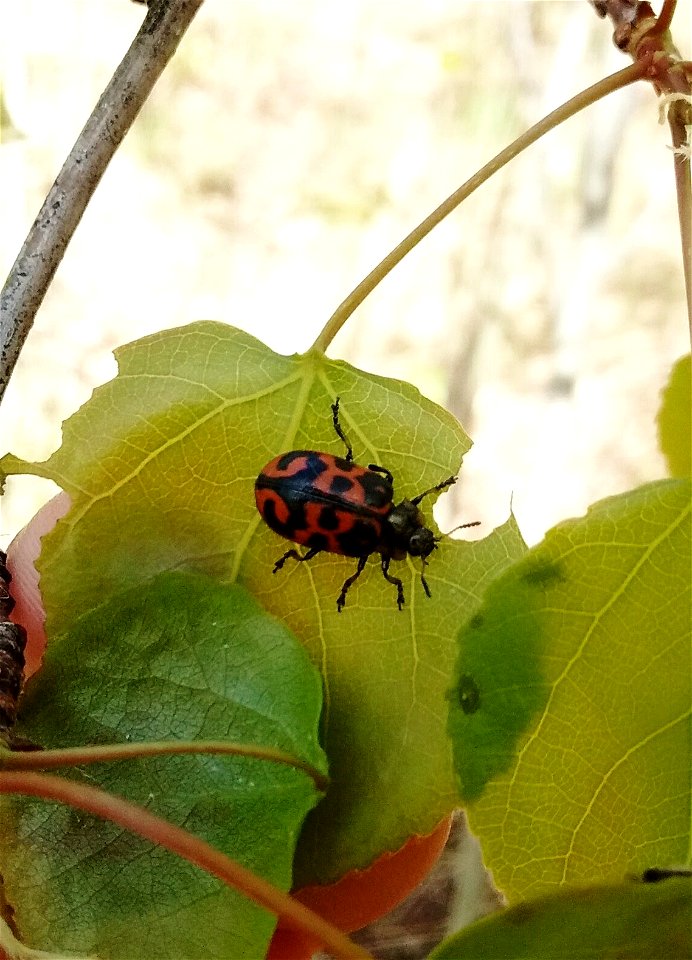 Chrysomela-falsa-leaf-beetle-Alaska-FHPstaffphoto