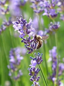 Bumblebee lavender flower photo