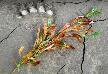 Willow-leafblotch-miner-damage-Alaska