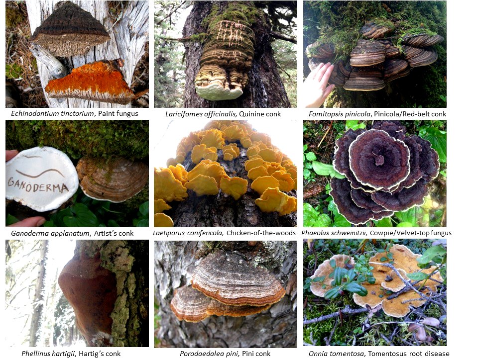 Conifer-stem-decay-montage-Alaska