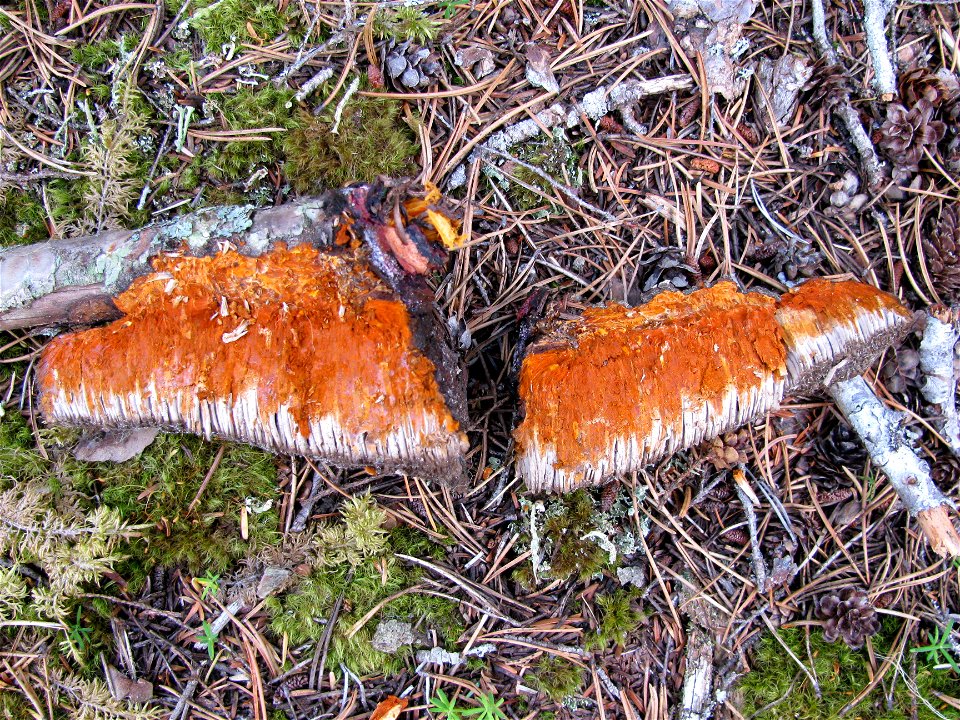 Paint-fungus-Echinodontium-tinctorium-conks-Haines-3
