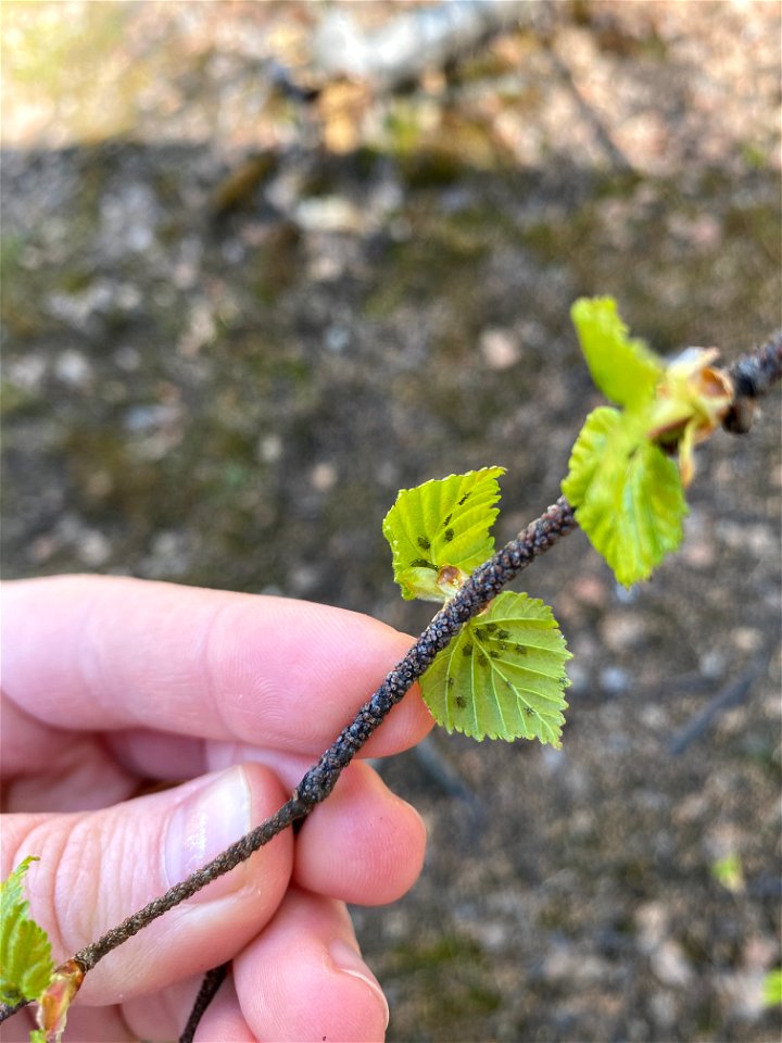 Birch-aphid-budbreak-Fairbanks-2020-Alaska-1