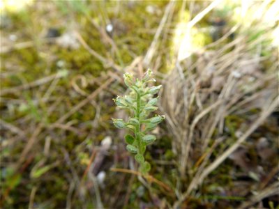 Alyssum simplex Rudolphi, 1799