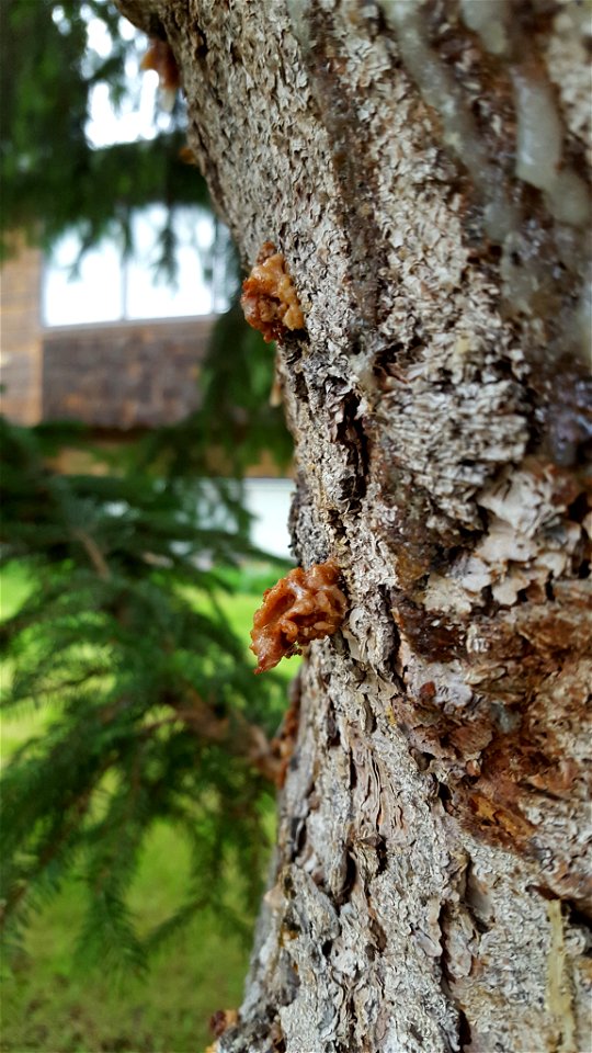 Spruce-beetle-pitch-tubes-Alaska-2
