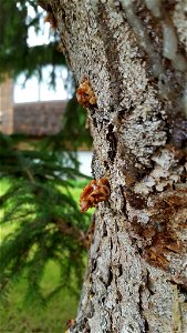 Spruce-beetle-pitch-tubes-Alaska-2