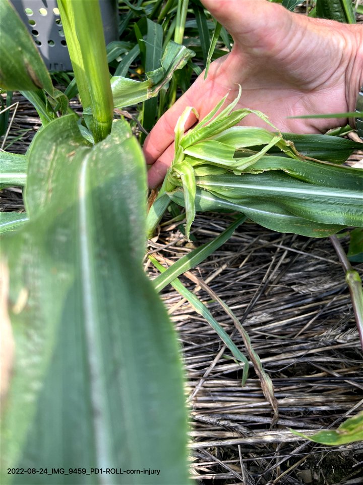 PD1-ROLL-corn-injury