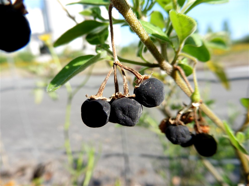 Solanum chenopodioides Lam., 1794