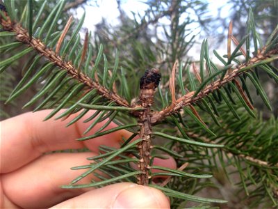 Spruce-bud-blight-white-spruce-Anchorage-Alaska
