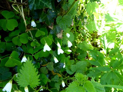 Oxalis acetosella L., 1753