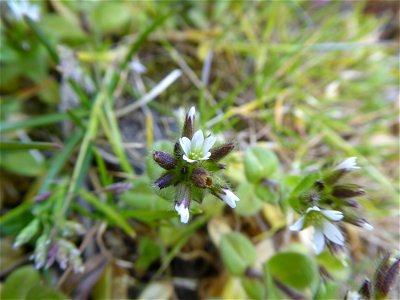 Cerastium glomeratum Thuill., 1799