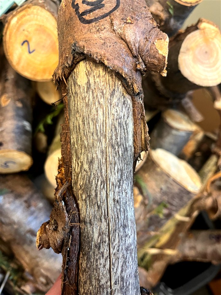 Western-redcedar-toothmarks-on-wound-Tongass