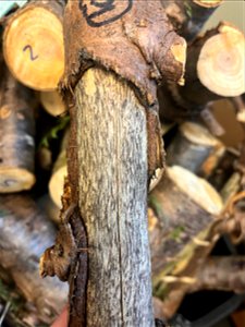 Western-redcedar-toothmarks-on-wound-Tongass photo