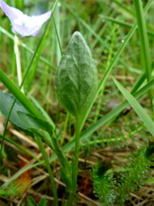 Viola canina L., 1753