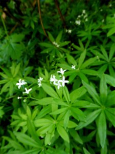 Galium odoratum (L.) Scop., 1771