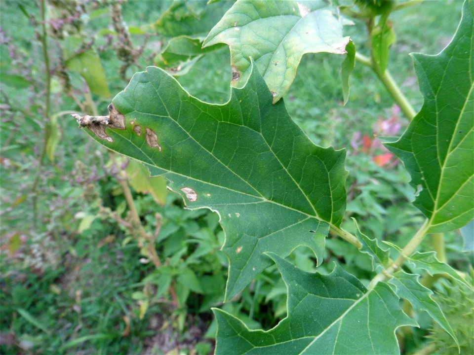Datura stramonium L., 1753