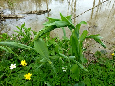 Polygonatum multiflorum (L.) All., 1785