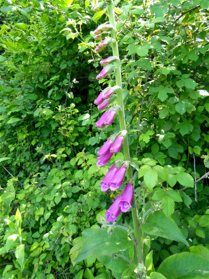 Digitalis purpurea L., 1753