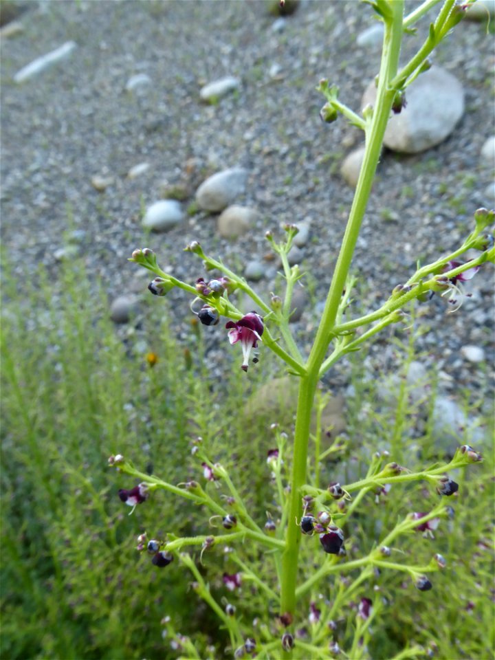 Scrophularia canina subsp. canina L., 1753