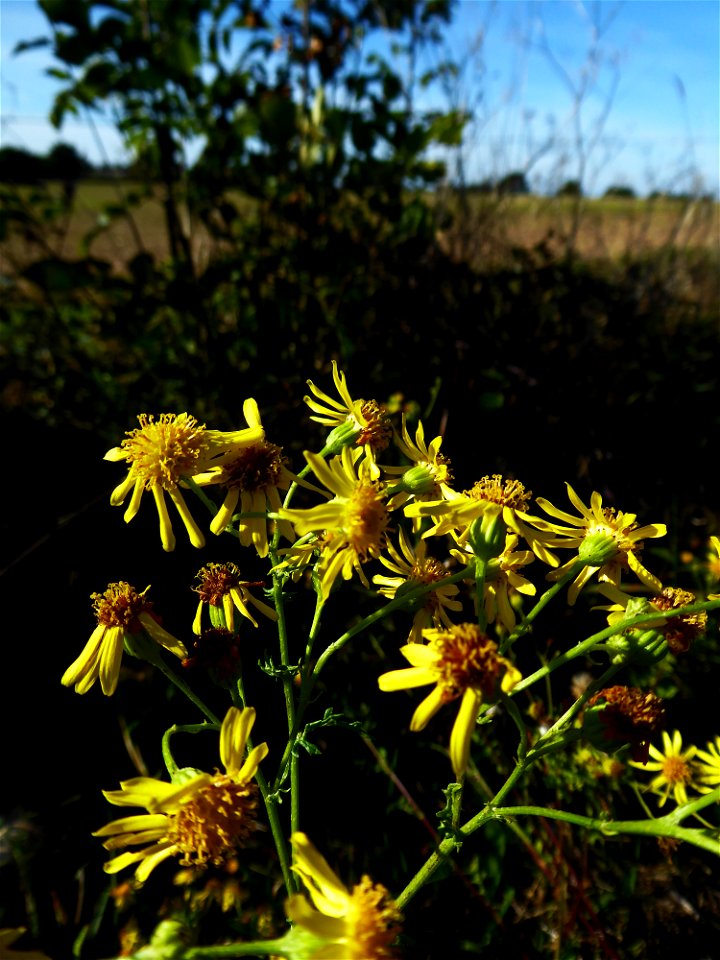 Jacobaea vulgaris Gaertn., 1791