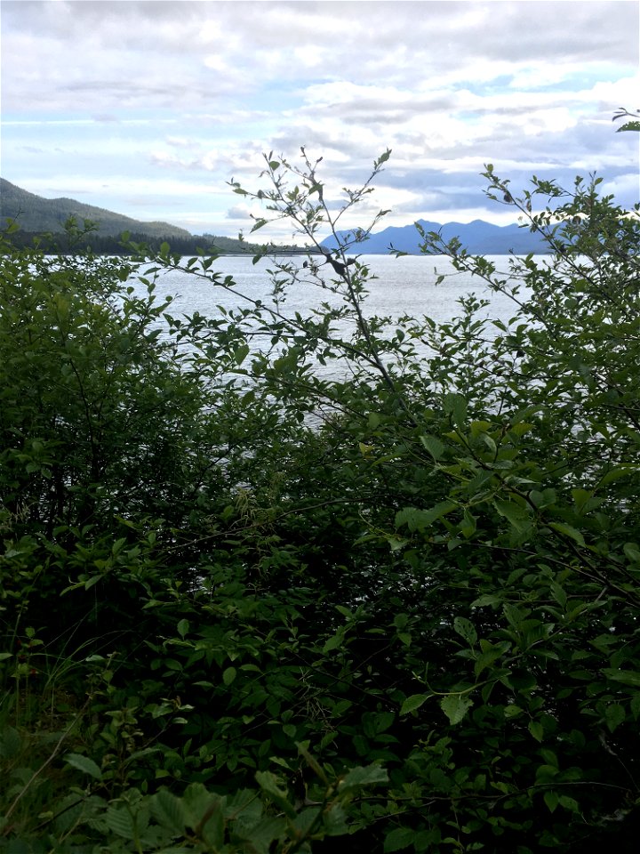 Western-tent-caterpillar-tent-and-alder-defoliation-Ketchikan-Tongass