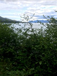 Western-tent-caterpillar-tent-and-alder-defoliation-Ketchikan-Tongass
