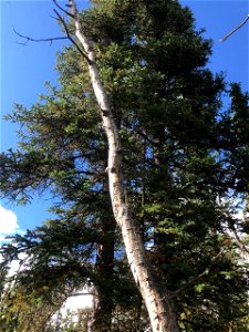 Aspen-running-canker-snag-Alaska
