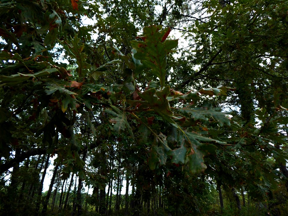 Quercus pyrenaica Willd., 1805
