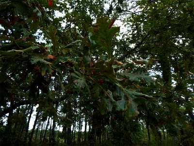 Quercus pyrenaica Willd., 1805