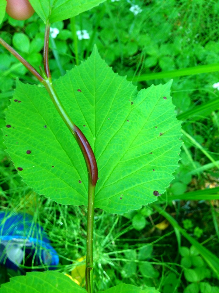 Viburnum-rust-leaf-and-stem-infection-Juneau-Tongass-2