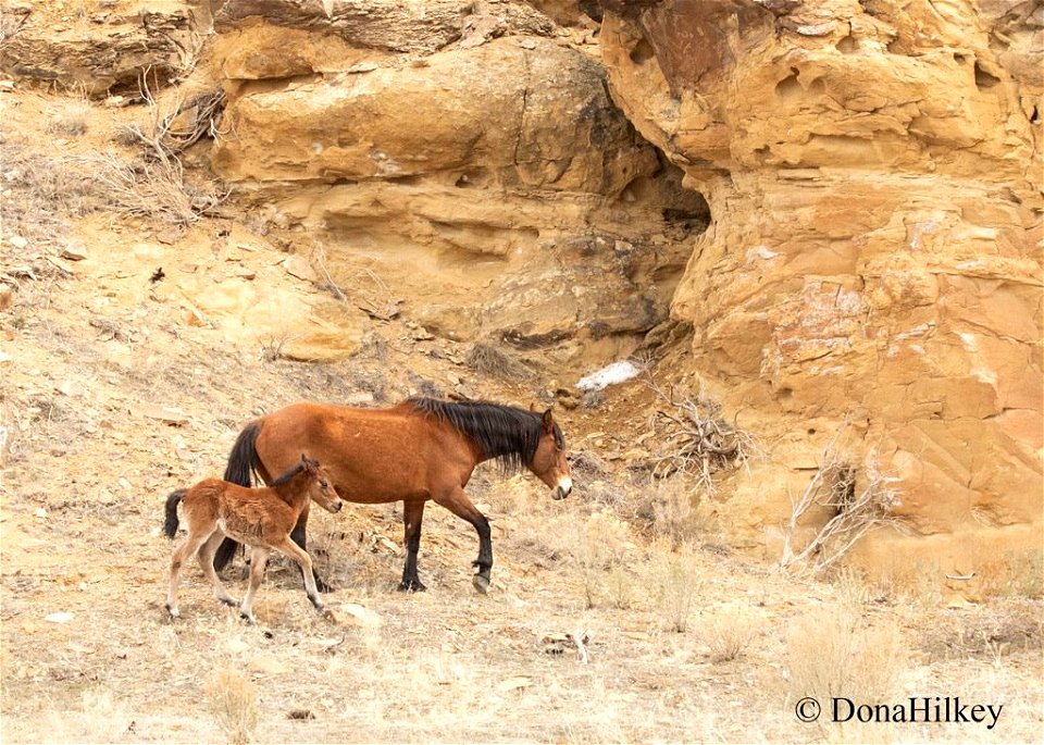 Piceance Wild Horses