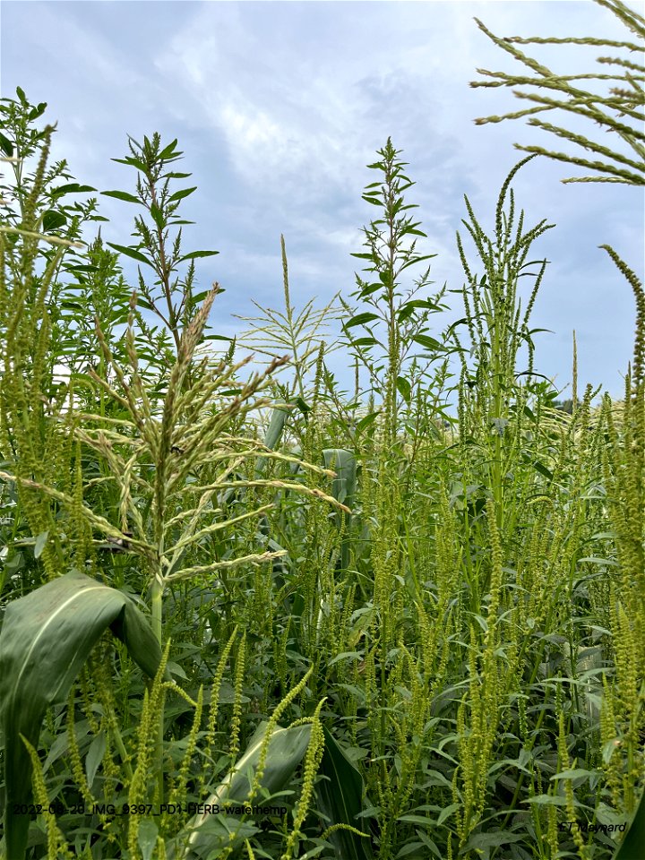 PD1-HERB-waterhemp