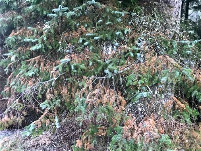 Rhizosphaera-discoloration-symptoms-Sitka-spruce-Tongass-1 photo