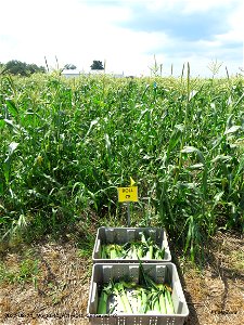 PD1-ROLL-CE-harvest-r2