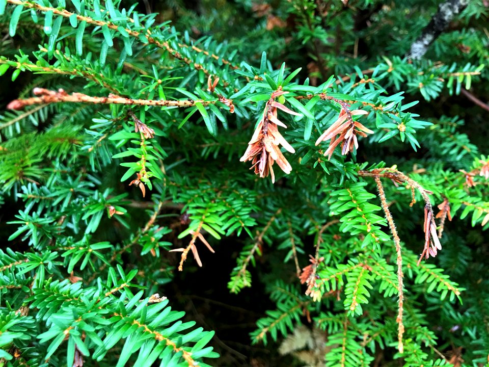 Sirococcus-shoot-blight-western-hemlock-Tongass-2