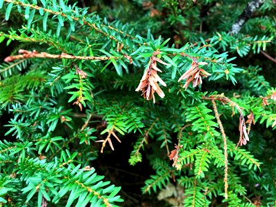 Sirococcus-shoot-blight-western-hemlock-Tongass-2