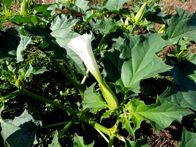 Datura stramonium L., 1753