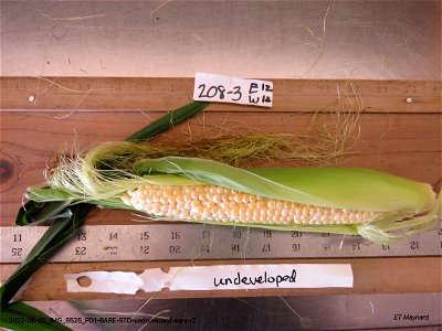 PD1-BARE-STD-undeveloped-ears-r2