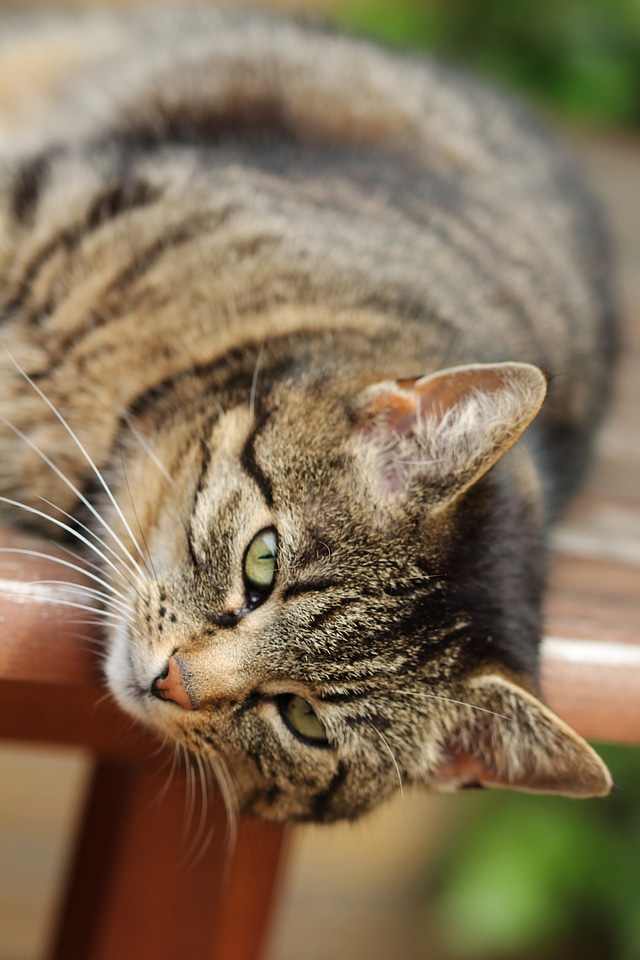 Animal cat's eyes fur