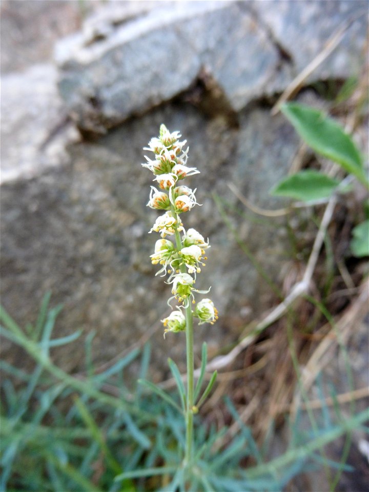 Reseda glauca L., 1753