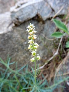 Reseda glauca L., 1753