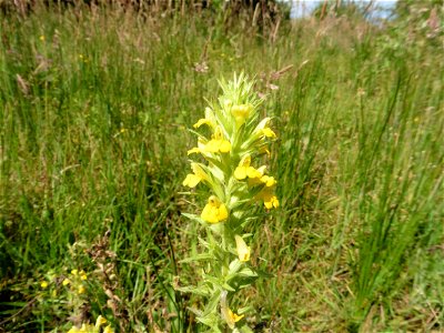 Parentucellia viscosa (L.) Caruel, 1885