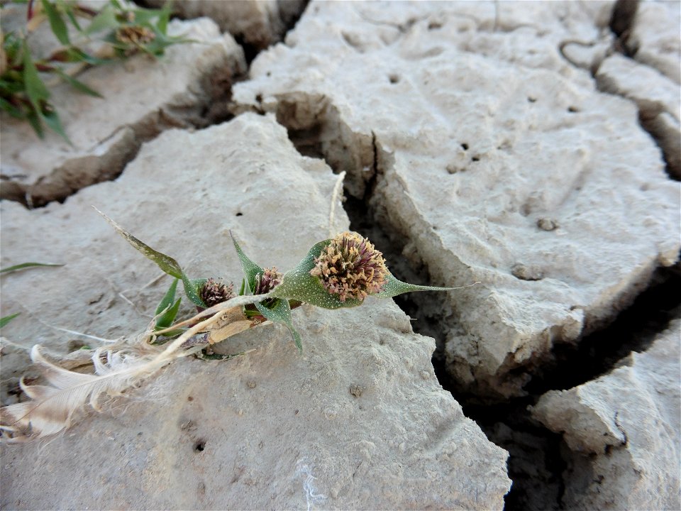 Crypsis aculeata (L.) Aiton, 1789