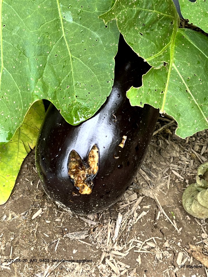 bird-damage-eggplant