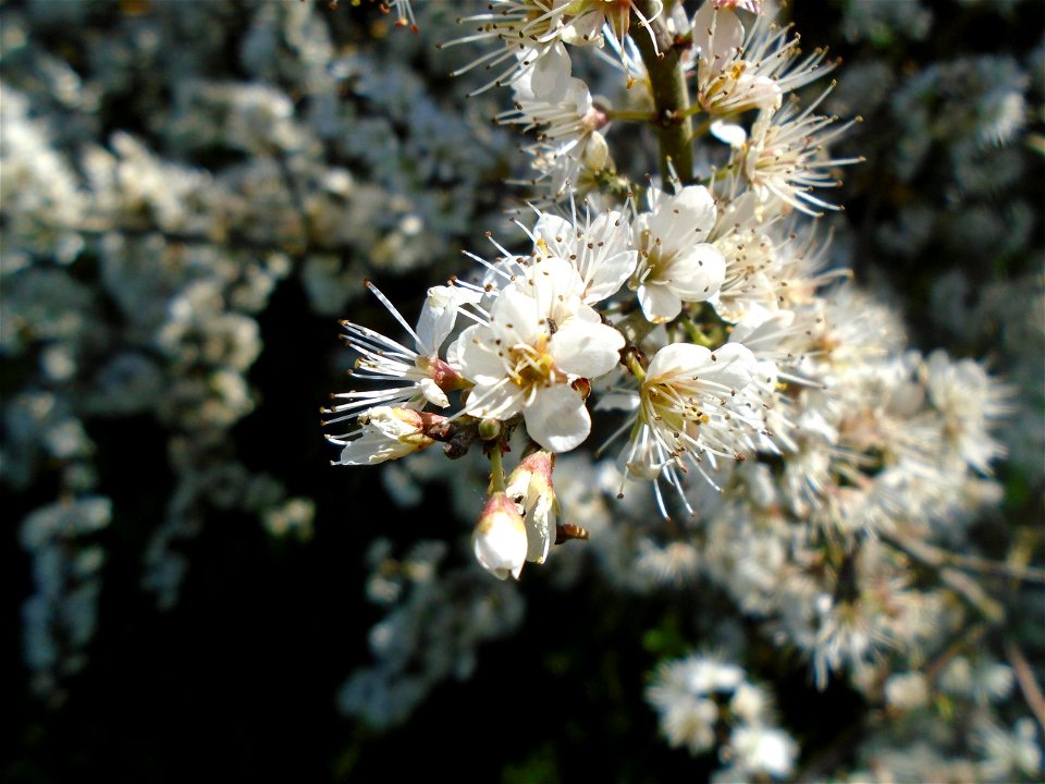 Prunus spinosa L., 1753