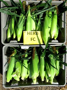PD1-HERB-FC-harvested-ears