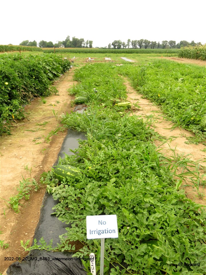 watermelon-unirrigated